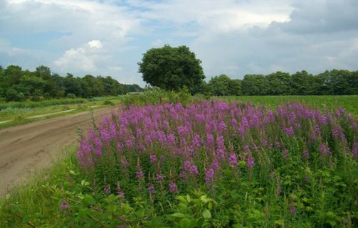 Hampshire Inn Bieze Borger