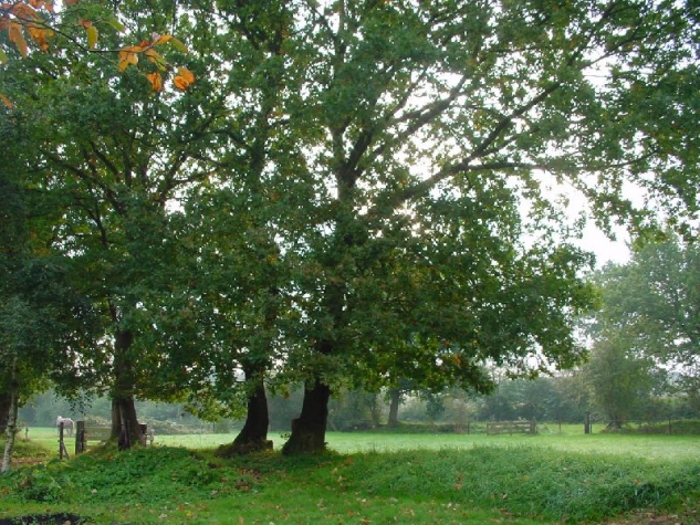 Bed and Breakfast Kamer 7