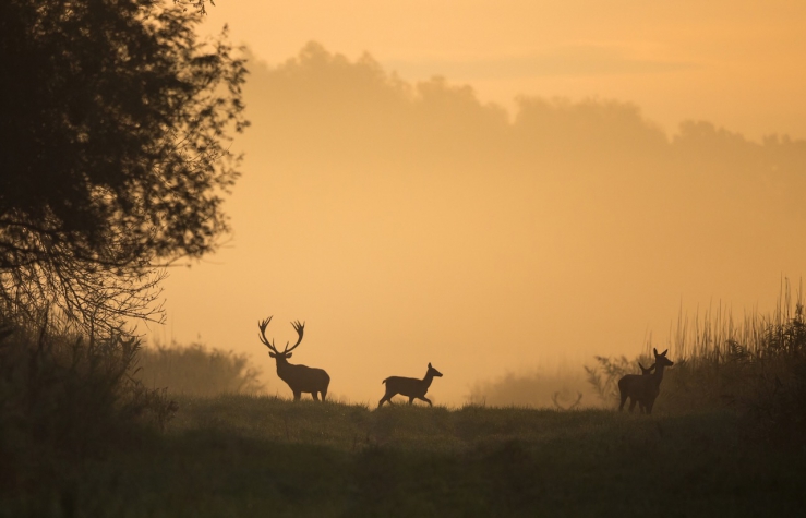 Hotel De Hoeve van Nunspeet