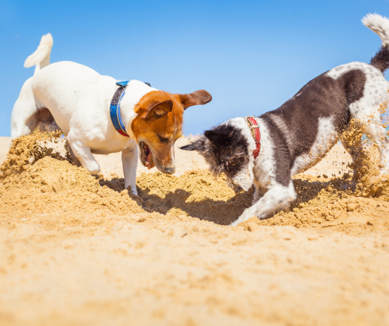 Two Brothers Noordwijk Beach