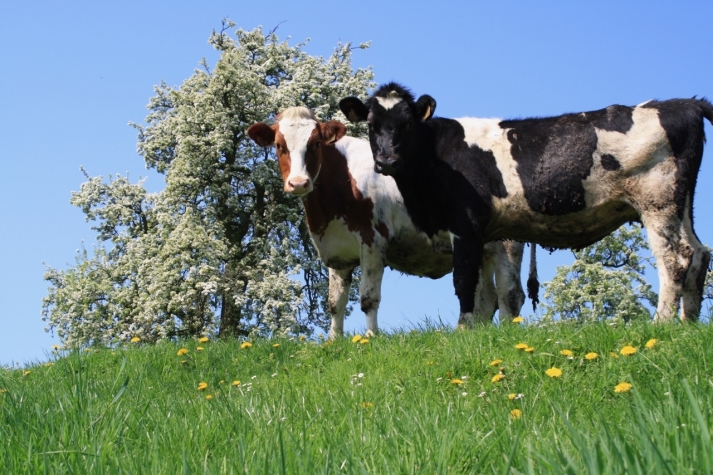 Saillant Hotel Brull