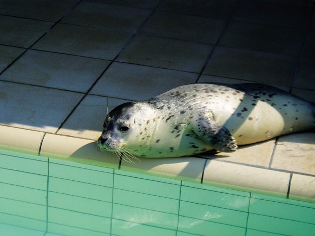 Fletcher Hotel-Restaurant Koogerend