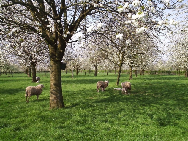 Saillant Hotel Brull